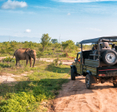 A group of people in an SUV spot an elephant while on safari.