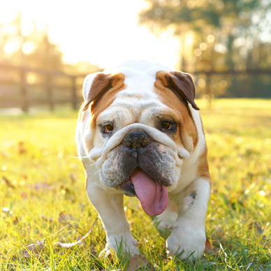 A brown and white English bulldog trots across green grass on a sunny day